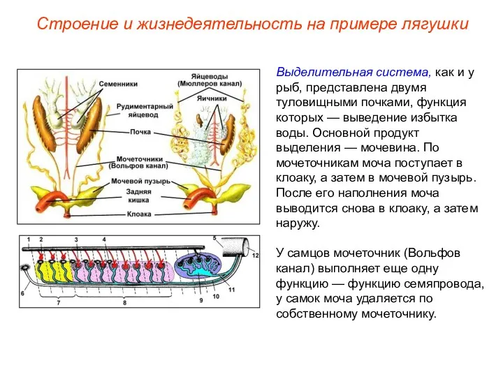 Выделительная система, как и у рыб, представлена двумя туловищными почками,