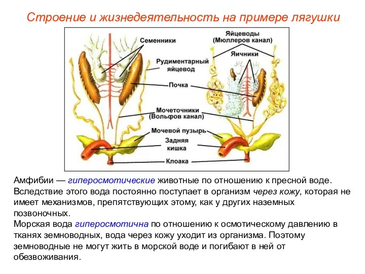 Амфибии — гиперосмотические животные по отношению к пресной воде. Вследствие