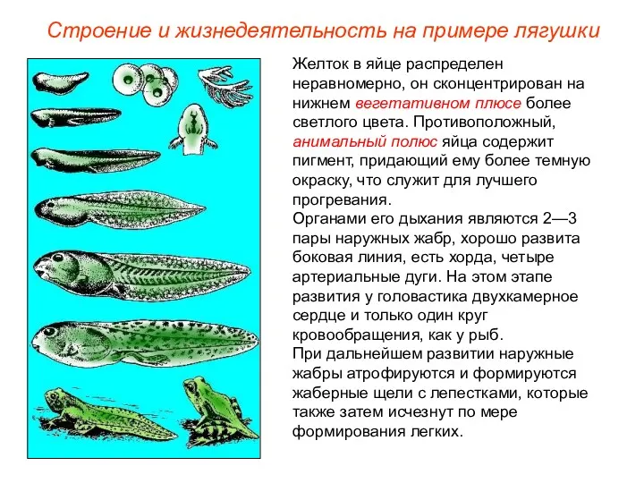 Желток в яйце распределен неравномерно, он сконцентрирован на нижнем вегетативном