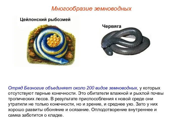 Многообразие земноводных Отряд Безногие объединяет около 200 видов земноводных, у