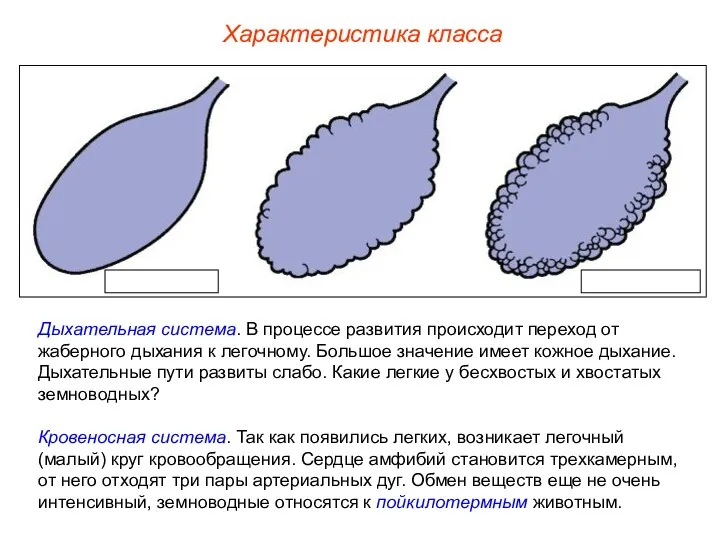 Характеристика класса Дыхательная система. В процессе развития происходит переход от