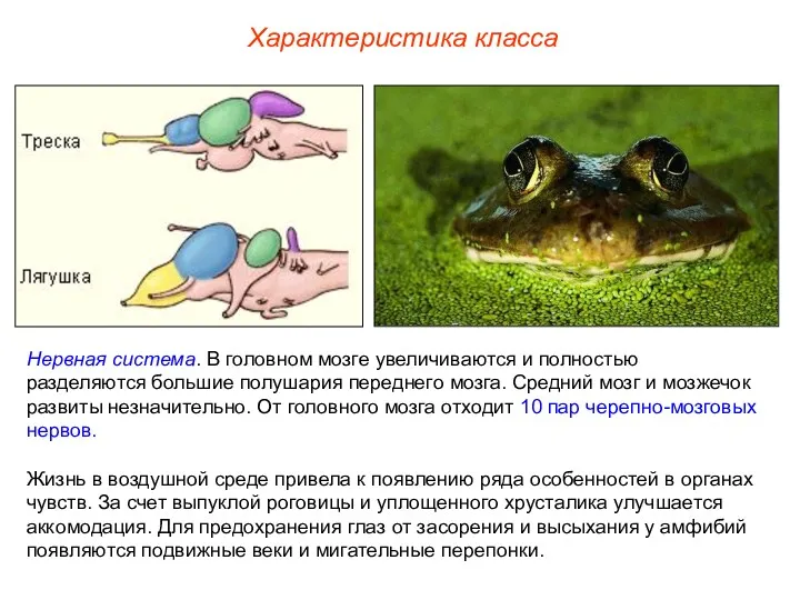 Характеристика класса Нервная система. В головном мозге увеличиваются и полностью