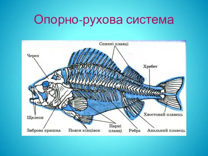 Опорно-рухова система