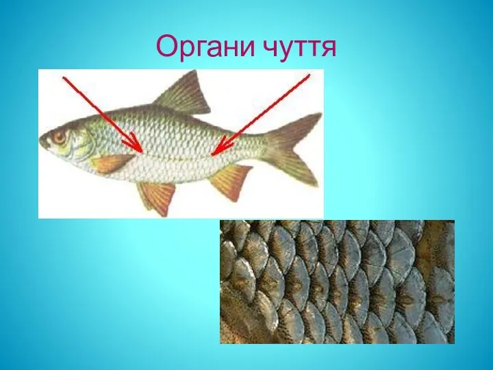 Органи чуття