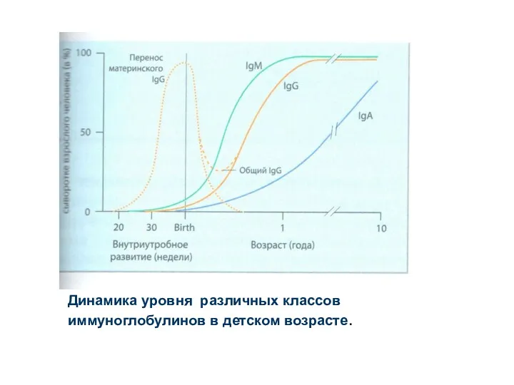 Динамика уровня различных классов иммуноглобулинов в детском возрасте.