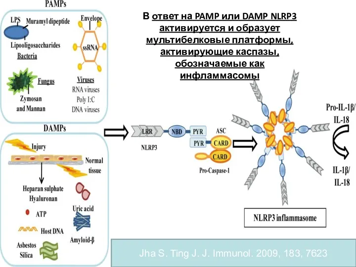 Jha S. Ting J. J. Immunol. 2009, 183, 7623 В