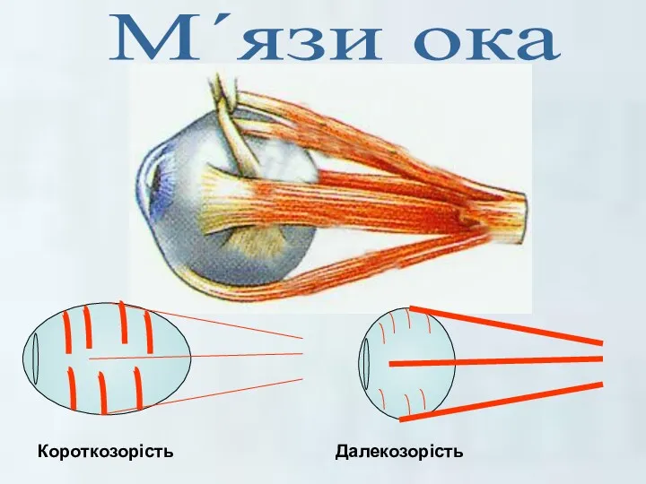 М΄язи ока Короткозорість Далекозорість