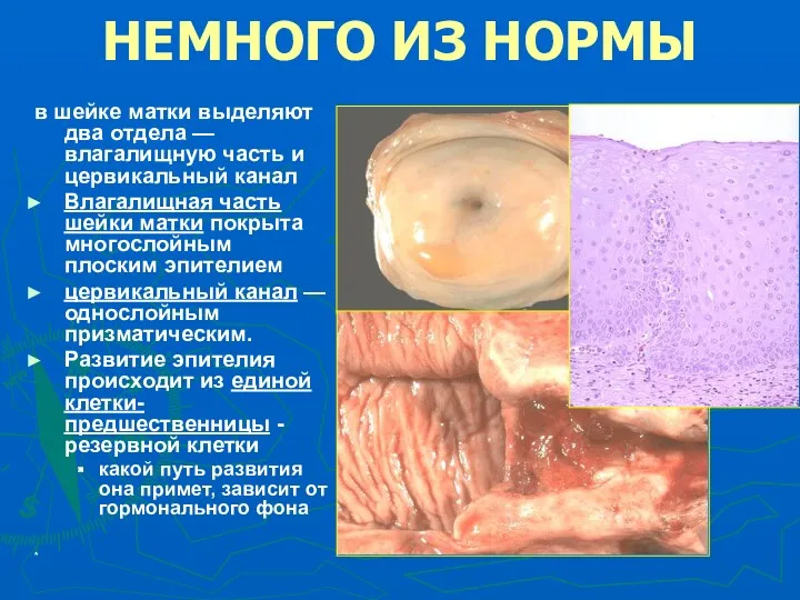 * НЕМНОГО ИЗ НОРМЫ в шейке матки выделяют два отдела