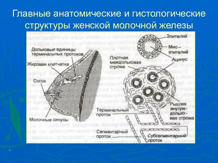 * Главные анатомические и гистологические структуры женской молочной железы