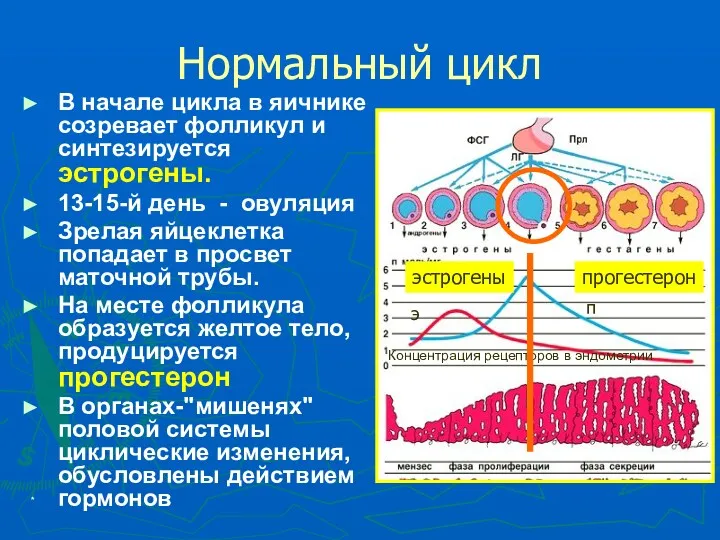 * Нормальный цикл В начале цикла в яичнике созревает фолликул