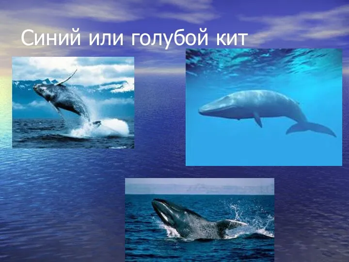 Синий или голубой кит