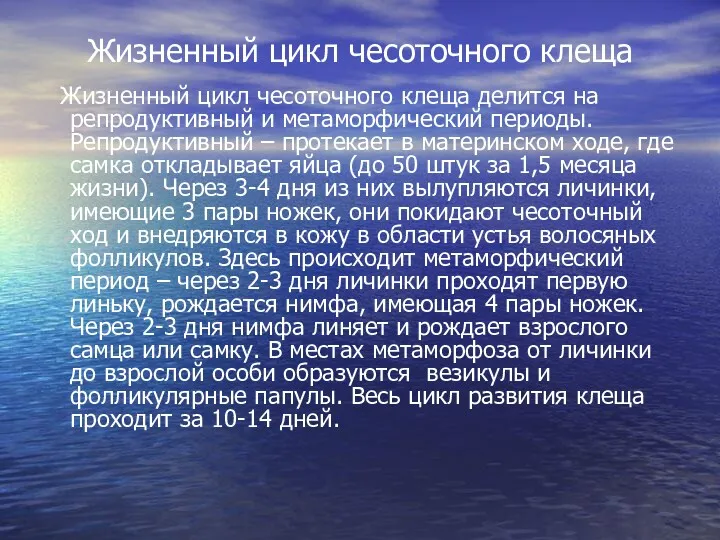 Жизненный цикл чесоточного клеща Жизненный цикл чесоточного клеща делится на