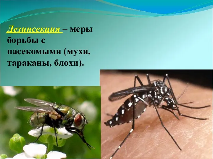 Дезинсекция – меры борьбы с насекомыми (мухи, тараканы, блохи).