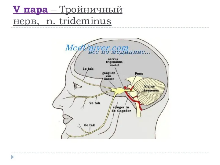 V пара – Тройничный нерв, n. trideminus