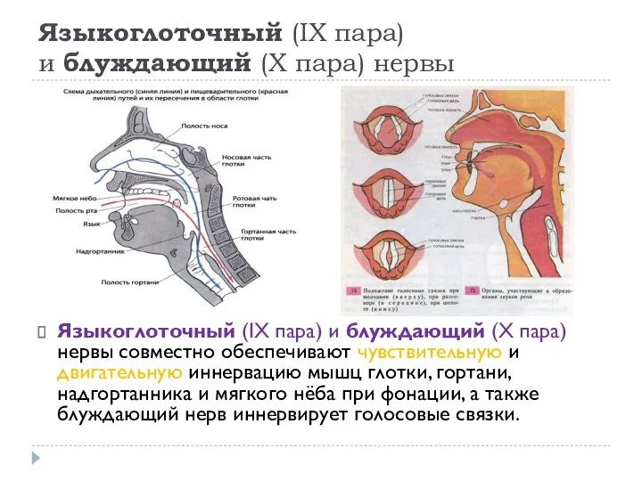 Языкоглоточный (IX пара) и блуждающий (X пара) нервы Языкоглоточный (IX