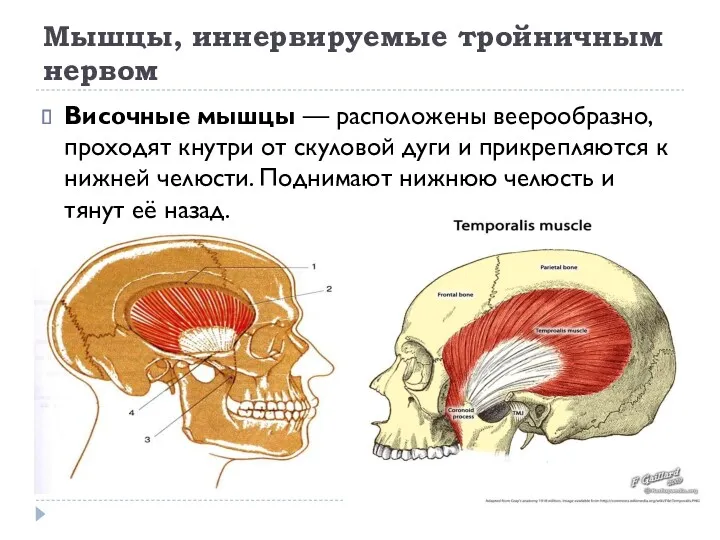 Мышцы, иннервируемые тройничным нервом Височные мышцы — расположены веерообразно, проходят