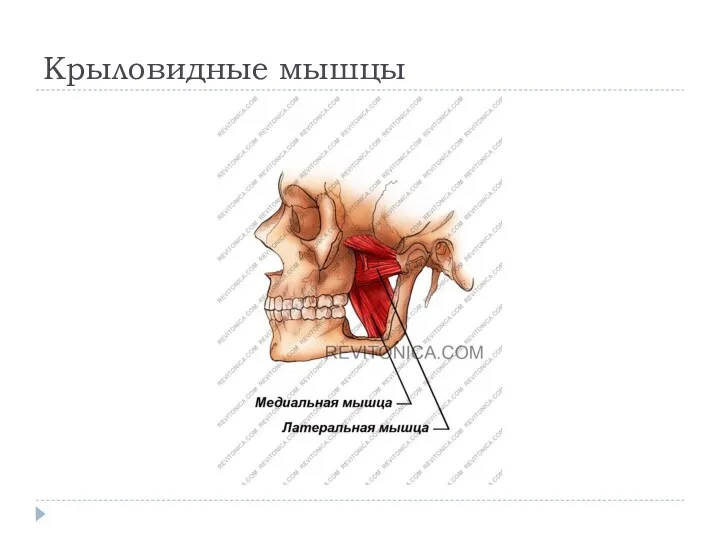 Крыловидные мышцы