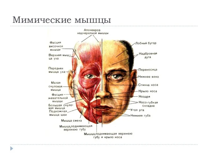 Мимические мышцы