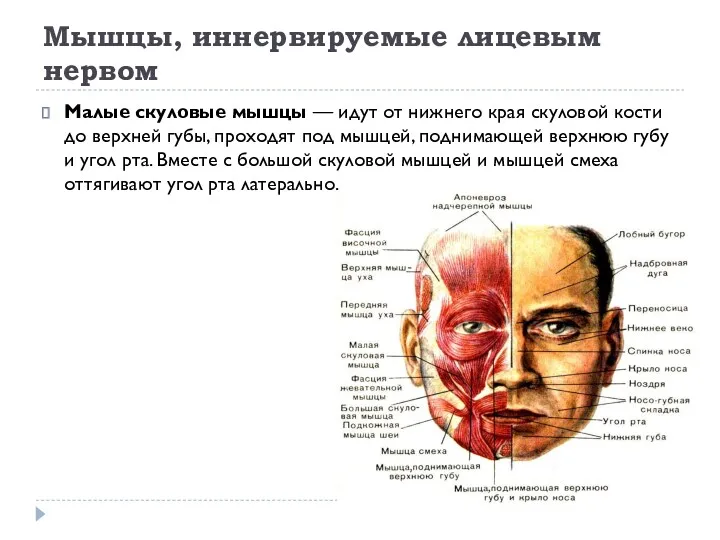 Мышцы, иннервируемые лицевым нервом Малые скуловые мышцы — идут от