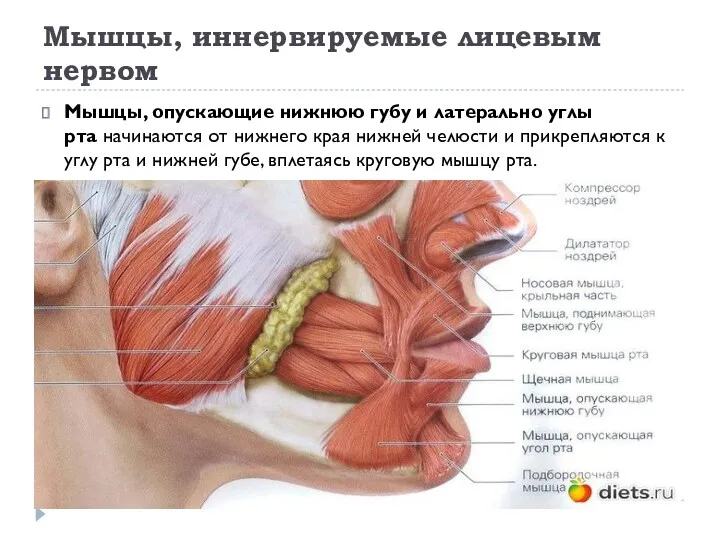 Мышцы, иннервируемые лицевым нервом Мышцы, опускающие нижнюю губу и латерально