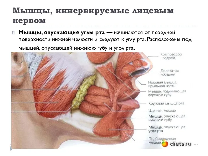 Мышцы, иннервируемые лицевым нервом Мышцы, опускающие углы рта — начинаются