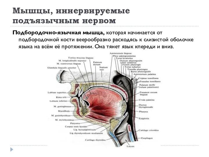 Мышцы, иннервируемые подъязычным нервом Подбородочно-язычная мышца, которая начинается от подбородочной