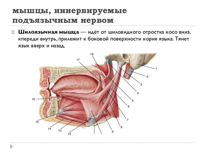 мышцы, иннервируемые подъязычным нервом Шилоязычная мышца — идёт от шиловидного