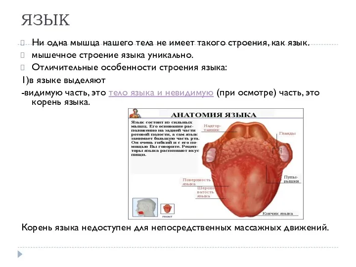 ЯЗЫК Ни одна мышца нашего тела не имеет такого строения,