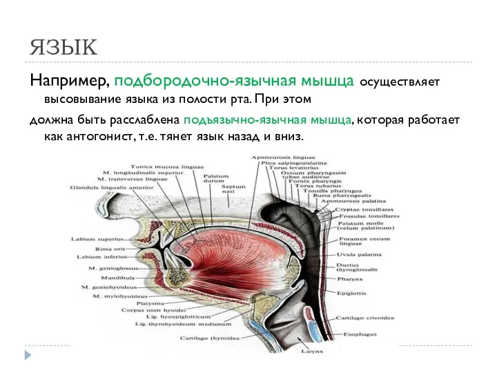 ЯЗЫК Например, подбородочно-язычная мышца осуществляет высовывание языка из полости рта.