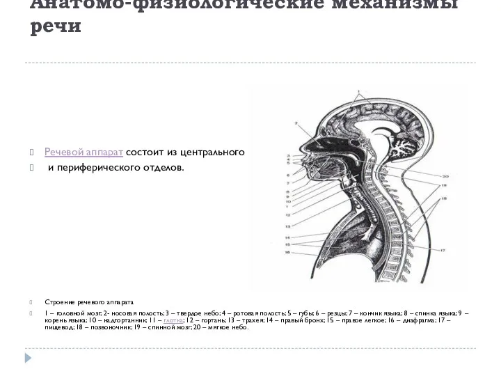 Анатомо-физиологические механизмы речи Речевой аппарат состоит из центрального и периферического