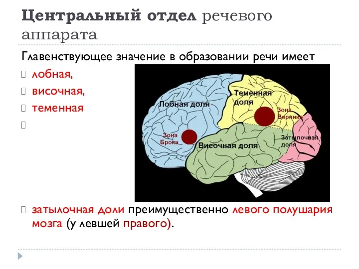 Центральный отдел речевого аппарата Главенствующее значение в образовании речи имеет