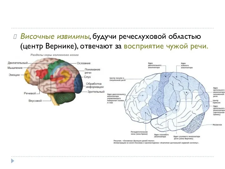 Височные извилины, будучи речеслуховой областью (центр Вернике), отвечают за восприятие чужой речи.