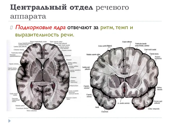 Центральный отдел речевого аппарата Подкорковые ядра отвечают за ритм, темп и выразительность речи.