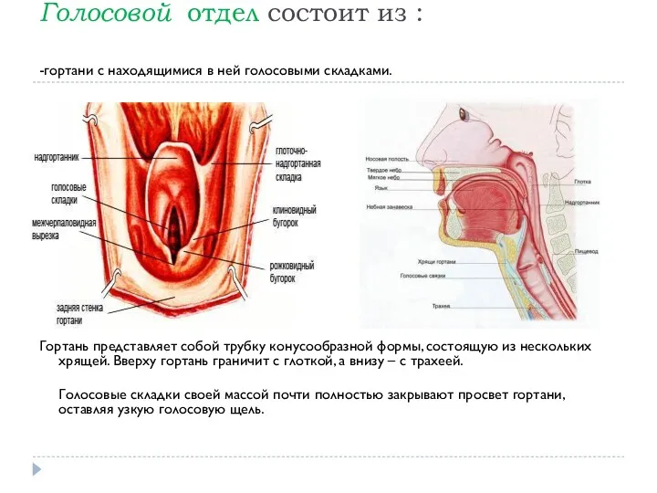 Голосовой отдел состоит из : -гортани с находящимися в ней