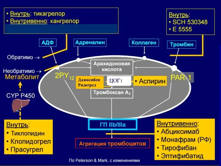 ЦОГ1 Дазоксибен Ридогрел