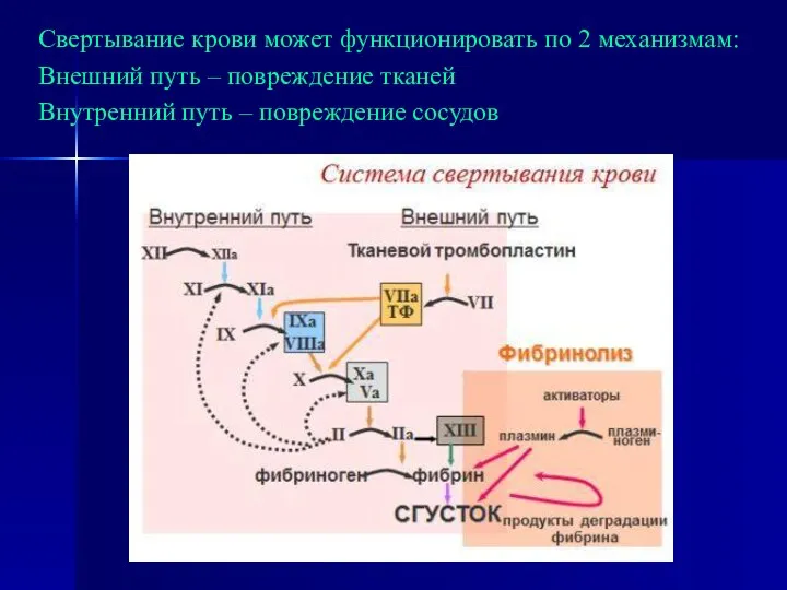 Свертывание крови может функционировать по 2 механизмам: Внешний путь –