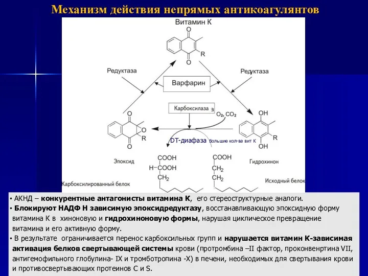 АКНД – конкурентные антагонисты витамина К, его стереоструктурные аналоги. Блокируют