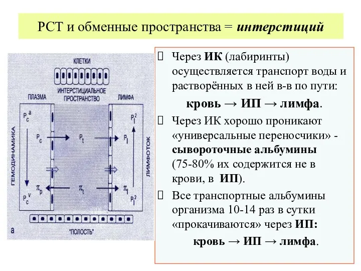 РСТ и обменные пространства = интерстиций Через ИК (лабиринты) осуществляется