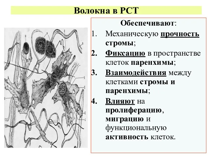 Волокна в РСТ Обеспечивают: Механическую прочность стромы; Фиксацию в пространстве