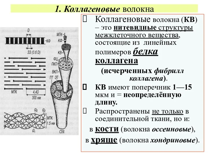 1. Коллагеновые волокна Коллагеновые волокна (КВ) – это нитевидные структуры