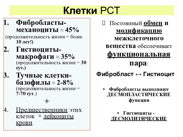 Клетки РСТ Фибробласты-механоциты ≈ 45% (продолжительность жизни = более 10