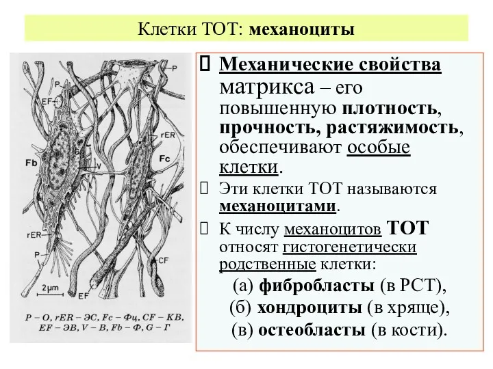 Клетки ТОТ: механоциты Механические свойства матрикса – его повышенную плотность,