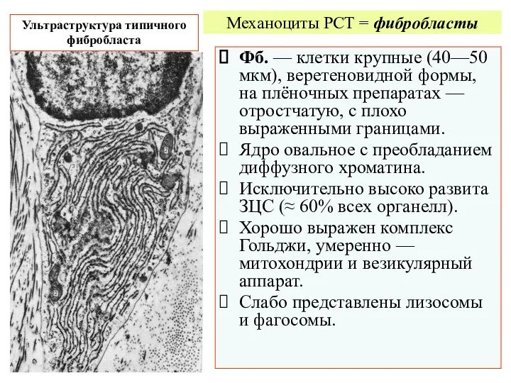 Механоциты РСТ = фибробласты Фб. — клетки крупные (40—50 мкм),