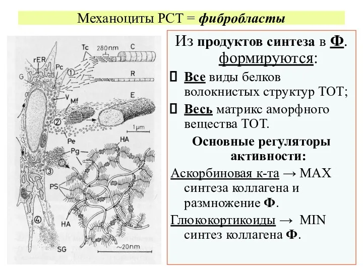 Механоциты РСТ = фибробласты Из продуктов синтеза в Ф. формируются: