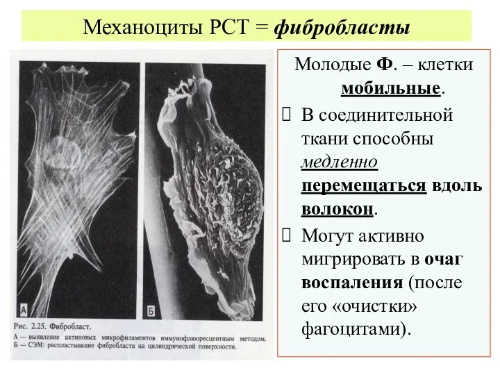 Механоциты РСТ = фибробласты Молодые Ф. – клетки мобильные. В