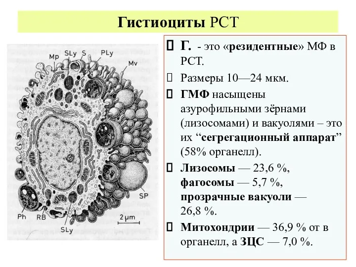 Гистиоциты РСТ Г. - это «резидентные» МФ в РСТ. Размеры