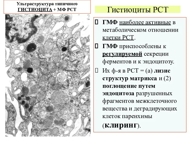 Гистиоциты РСТ ГМФ наиболее активные в метаболическом отношении клетки РСТ.