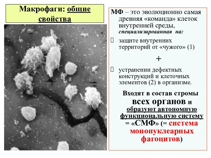 Макрофаги: общие свойства МФ – это эволюционно самая древняя «команда»