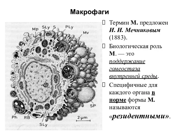 Макрофаги Термин М. предложен И. И. Мечниковым (1883). Биологическая роль