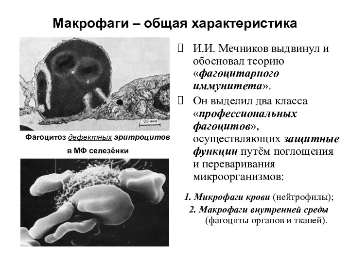 Макрофаги – общая характеристика И.И. Мечников выдвинул и обосновал теорию